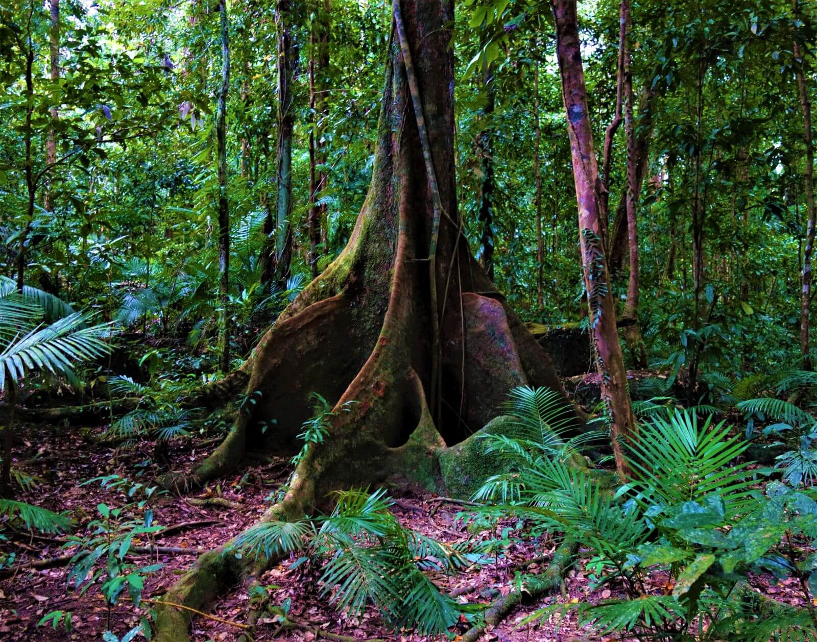 Daintree National Park Insider Tipps Und Die Top Highlights